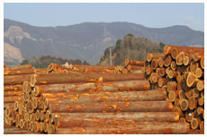 全日本森林林業木材関連産業労働組合連合会
